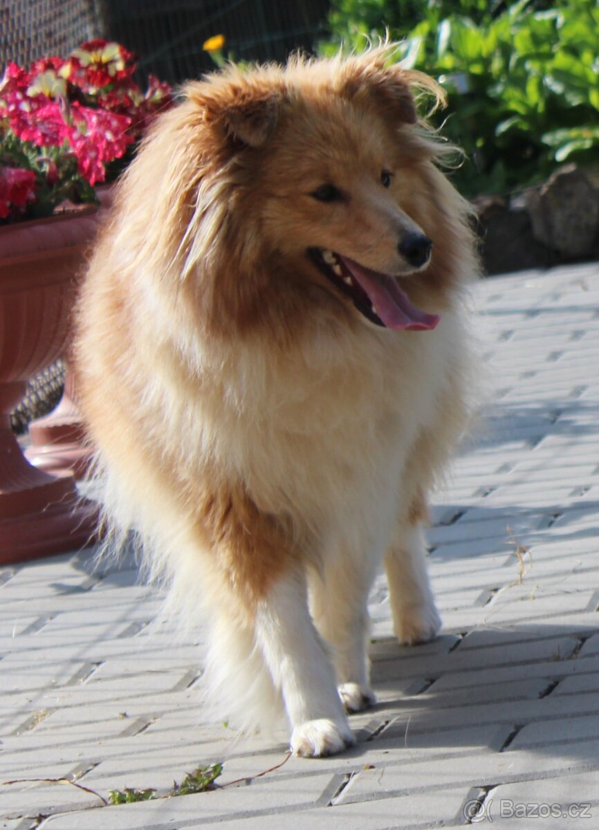 Sheltie - Šeltie - 8