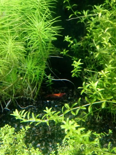 (Nedostupné ) krevetky Red Cherry - 8