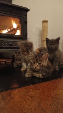 KOŤÁTKA MAINSKÁ MÝVALÍ - 8