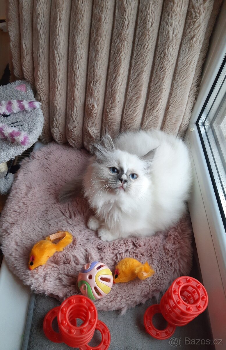 Prodám koťata Ragdoll bez PP - 8