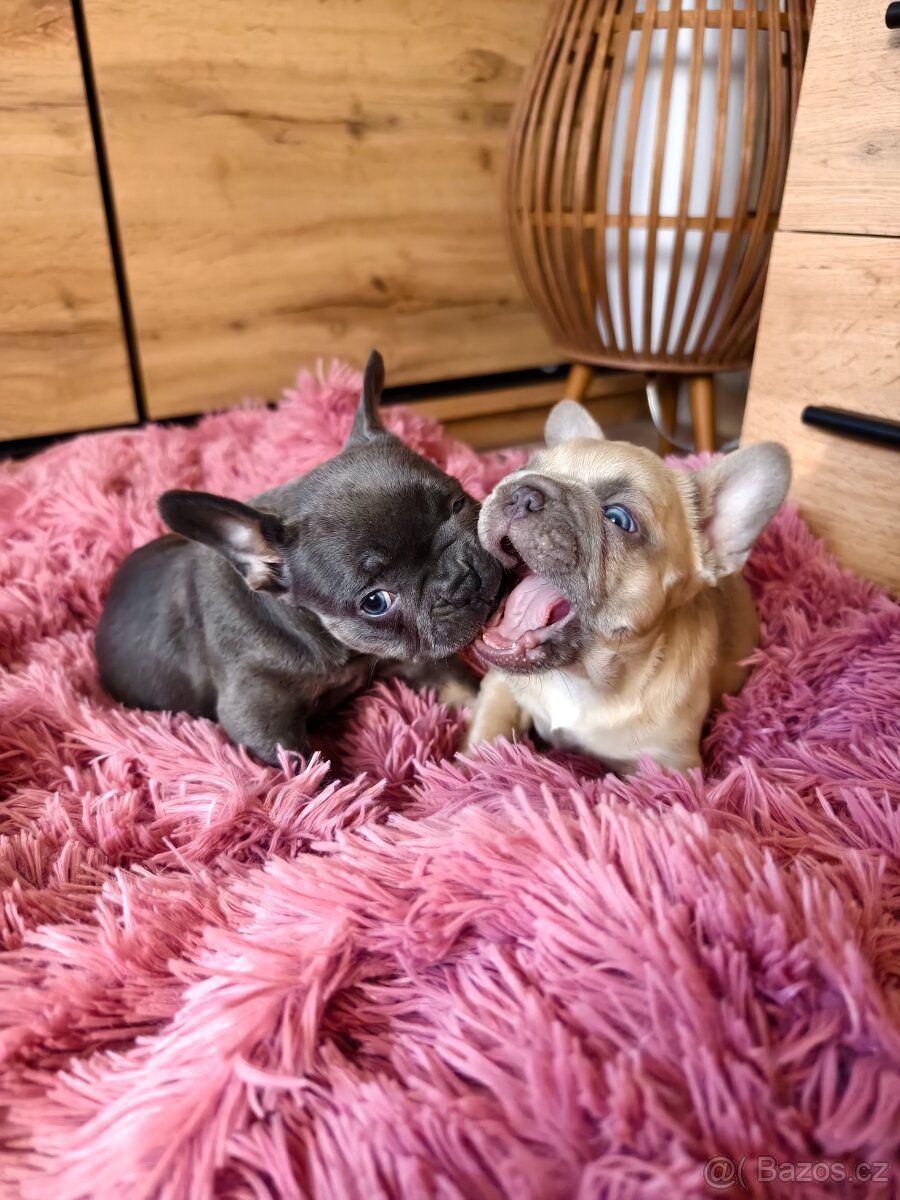 Francouzský buldoček štěňátka - 8