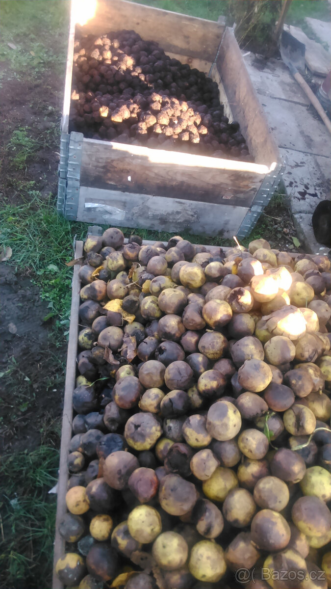 Ořech černý sazenice."Orech čierny - Kotora" - 8