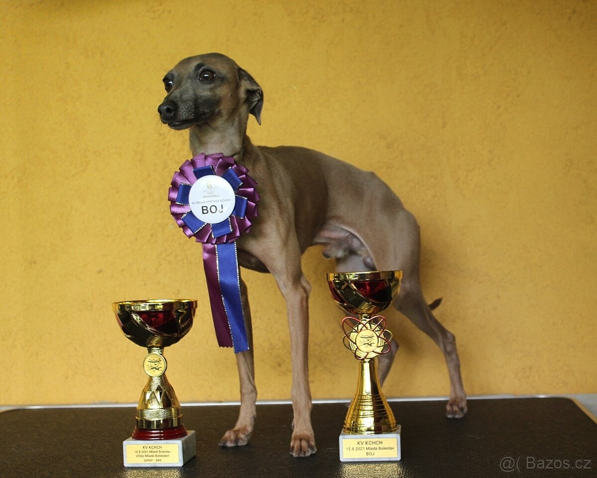 Italský chrtík s PP FCI - 8