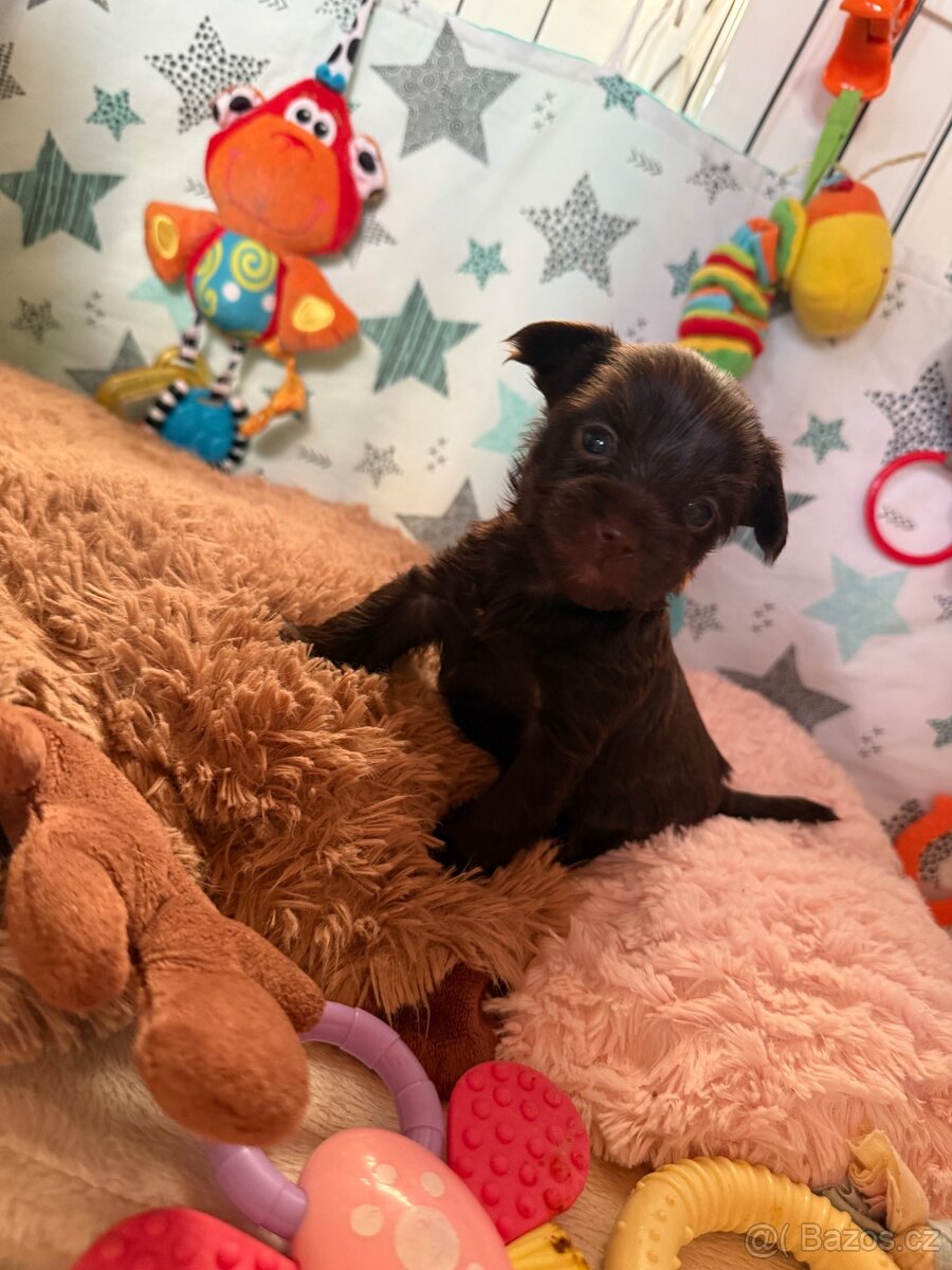 Jorkšírsky teriér s PP Fenka a Pejsek - 8