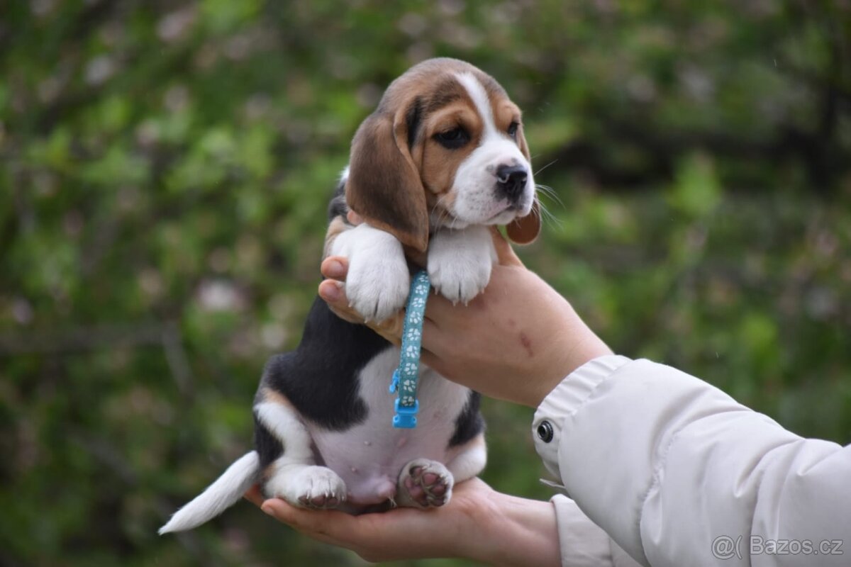 štěňata bígl - 8