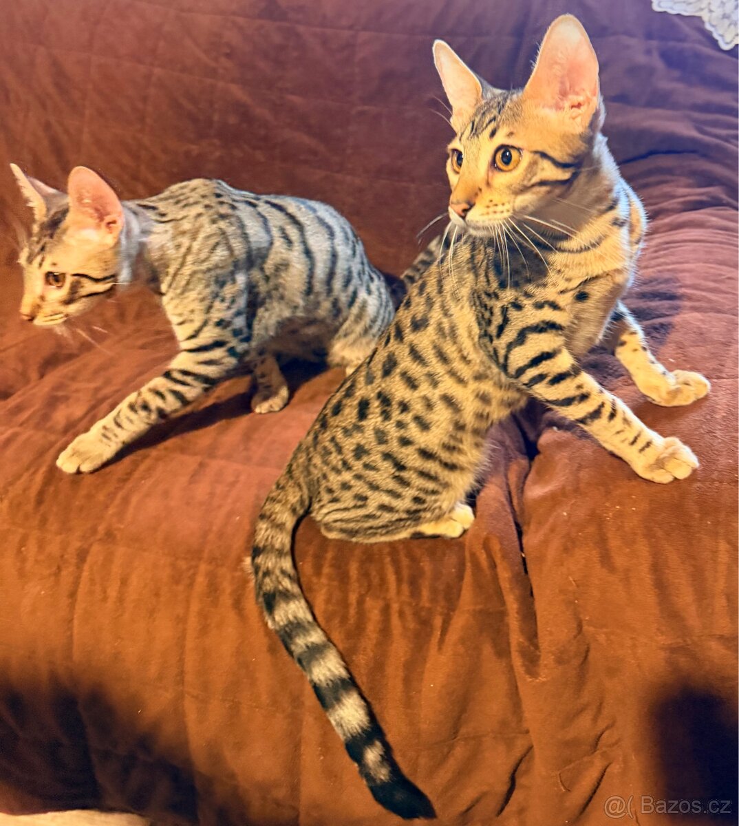 Savannah F6SBT s PP - 8