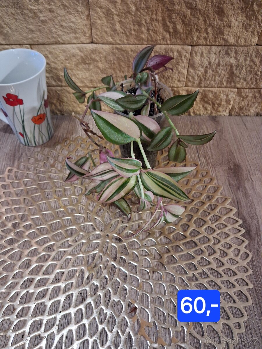 Pokojové rostliny 1 - 8