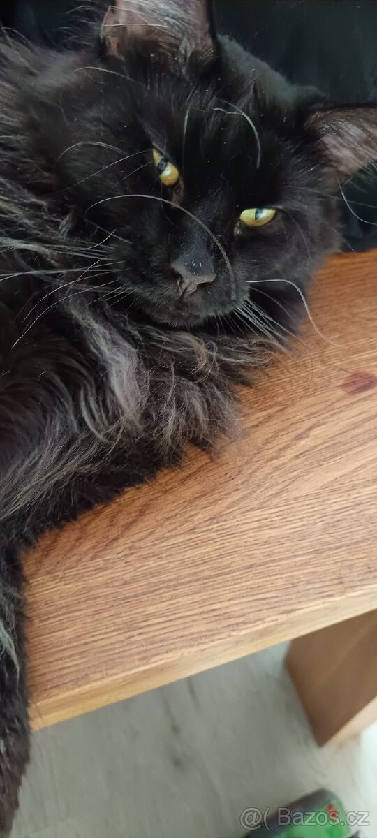 Mainská mývalí krytí - 8