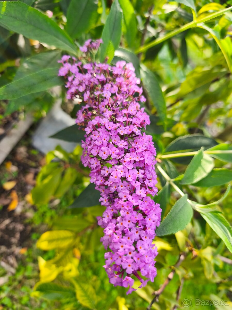 Exotické stále zelené keře - 8