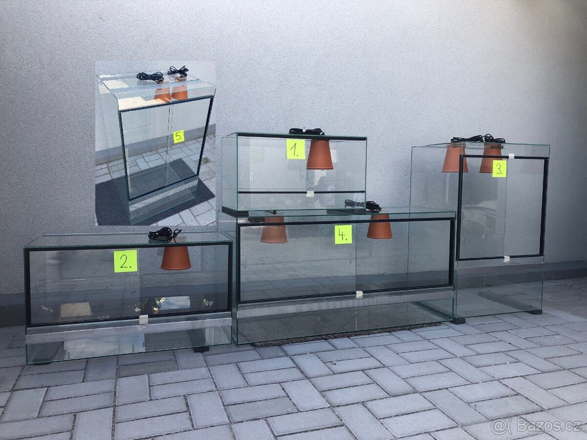 gekončík noční - 8