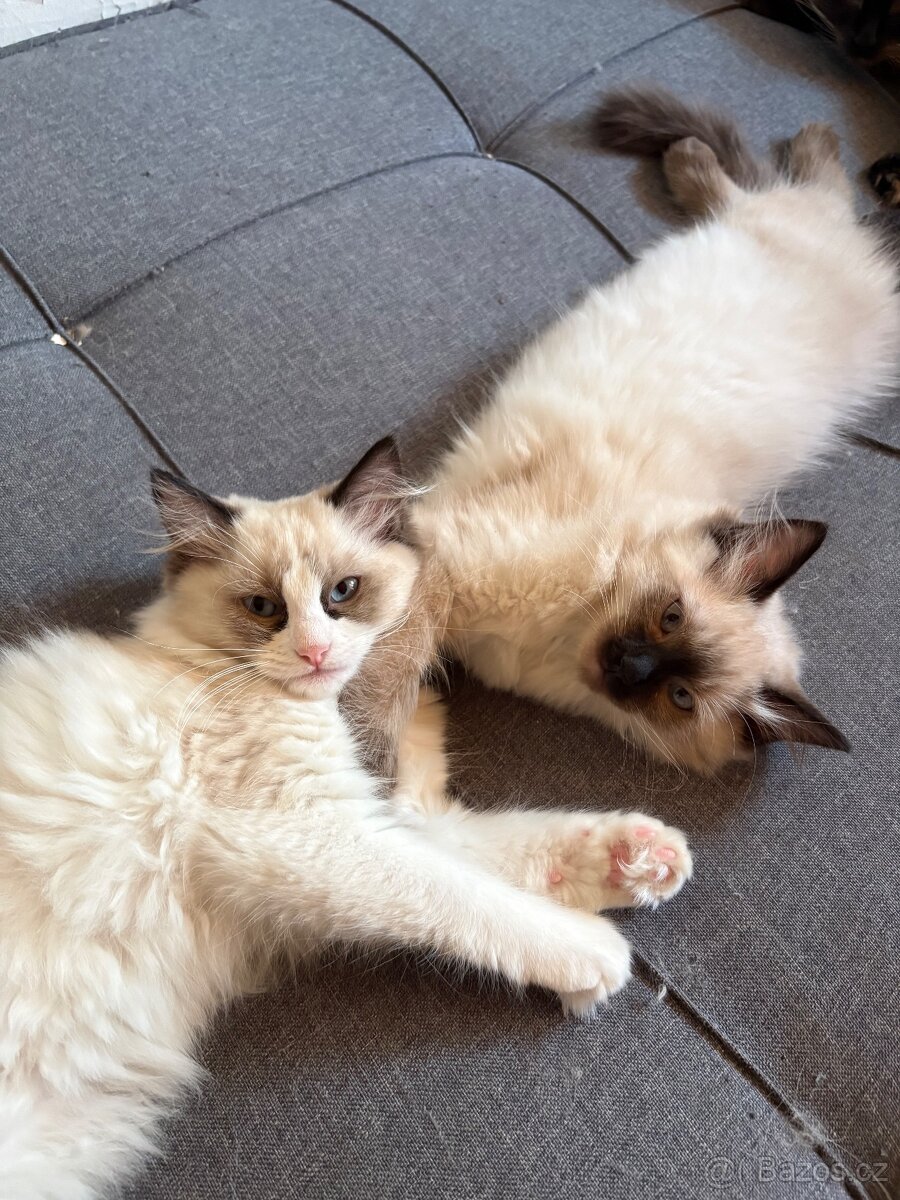 Koťátka Ragdoll - 8