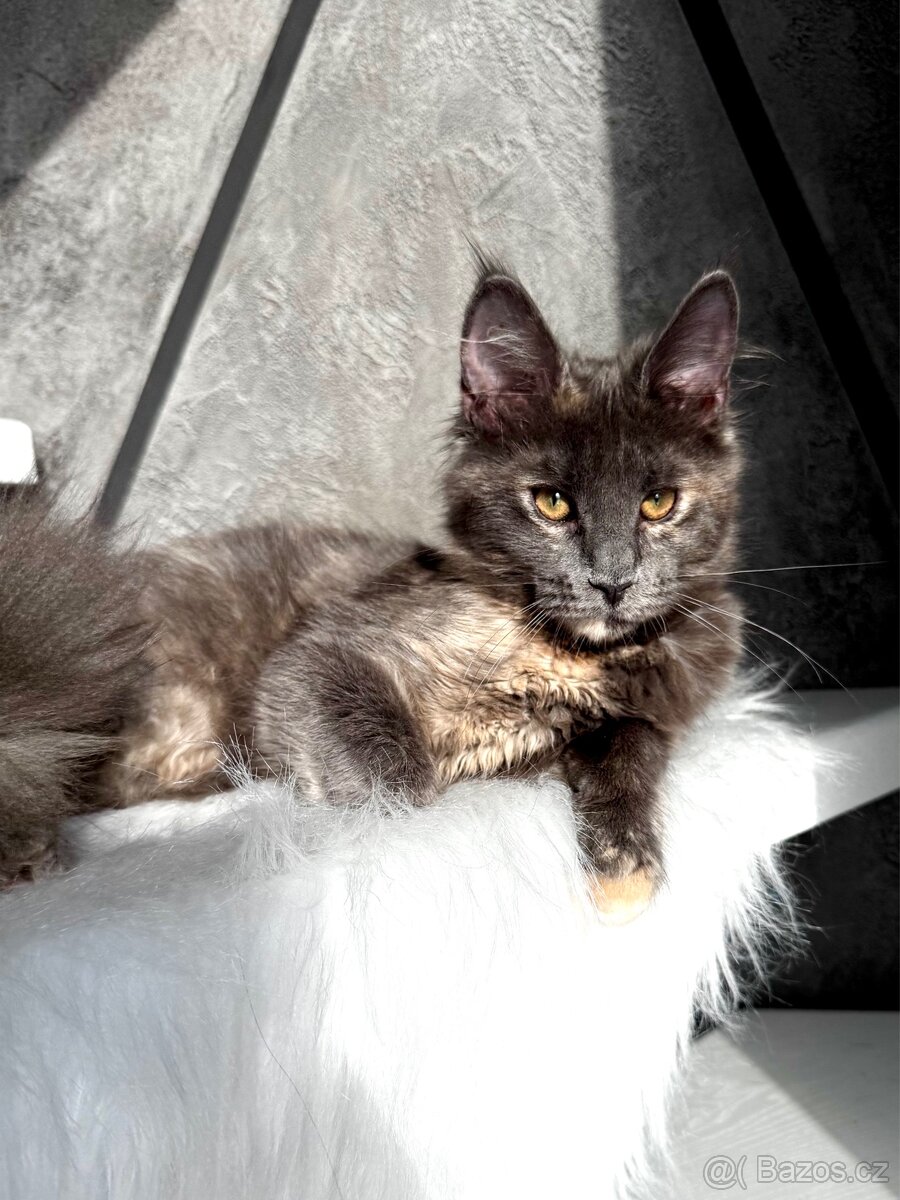 Koťata Mainské mývalí z chovatelské stanice - 8