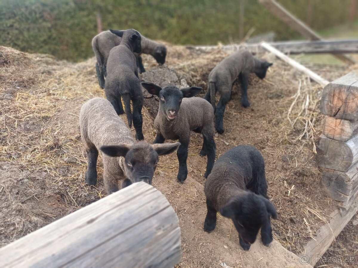 Zadám jehňata suffolk - 8