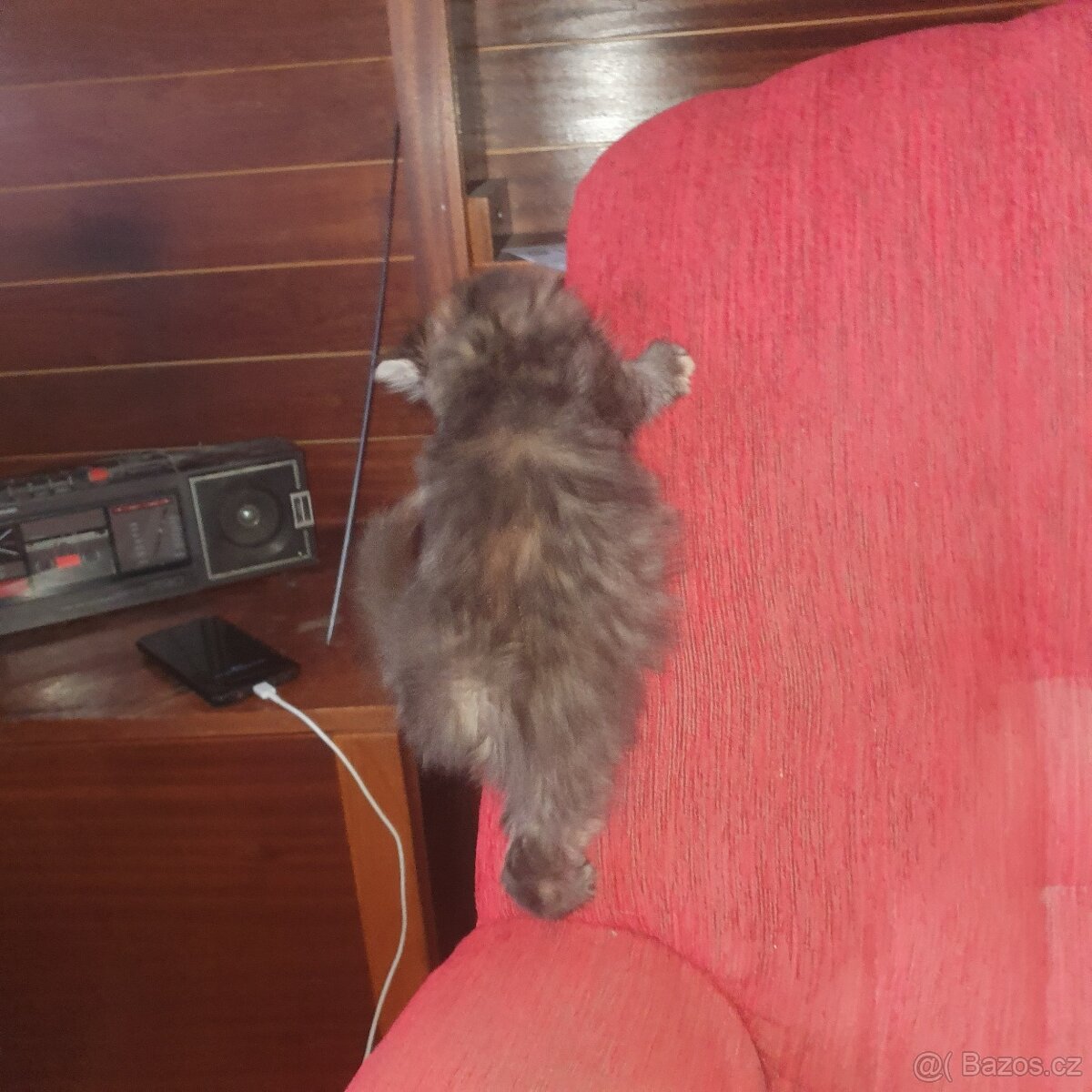 Ponukam maciatko - 8