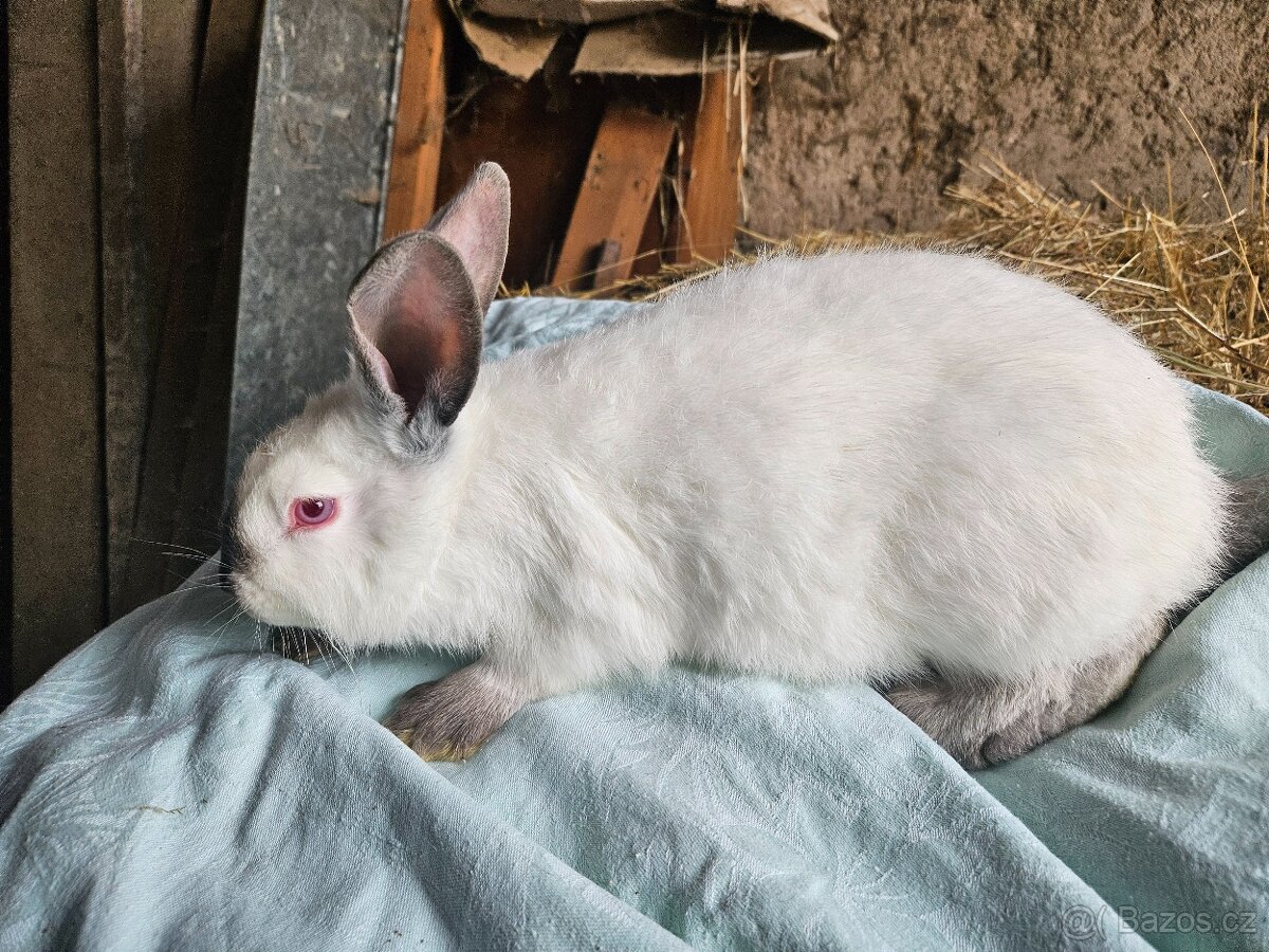 Králík - 8