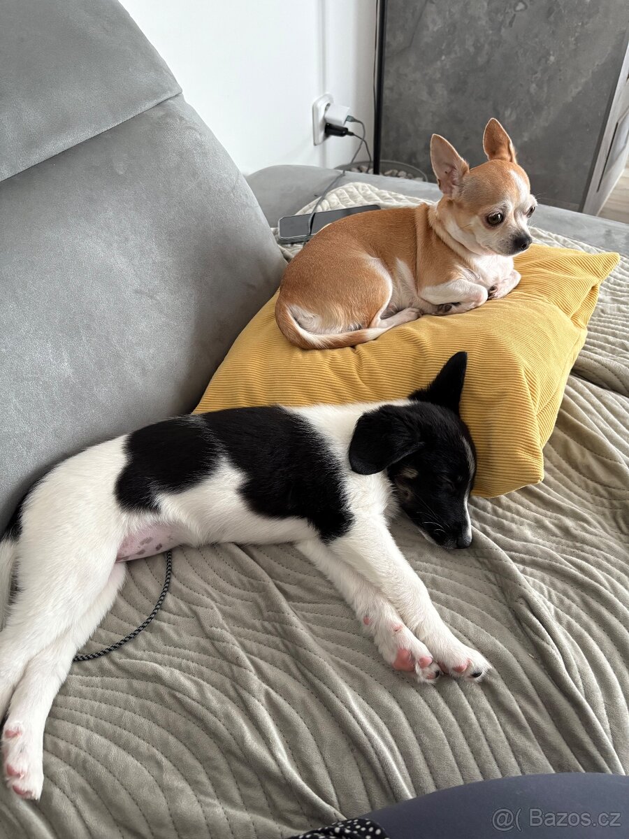Border kolie x jack russel - 8