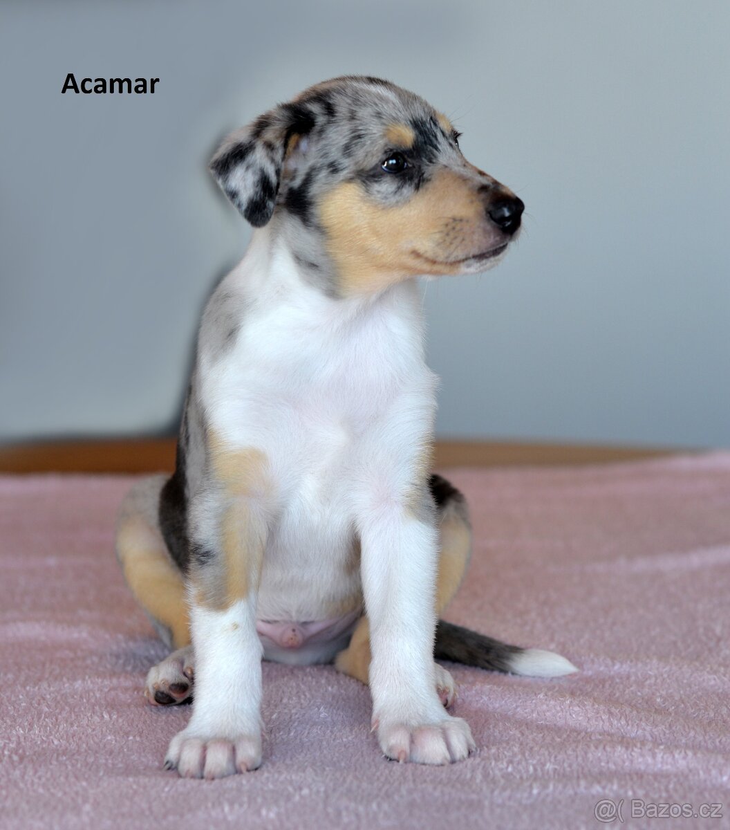 Krátkosrstá kolie - 8