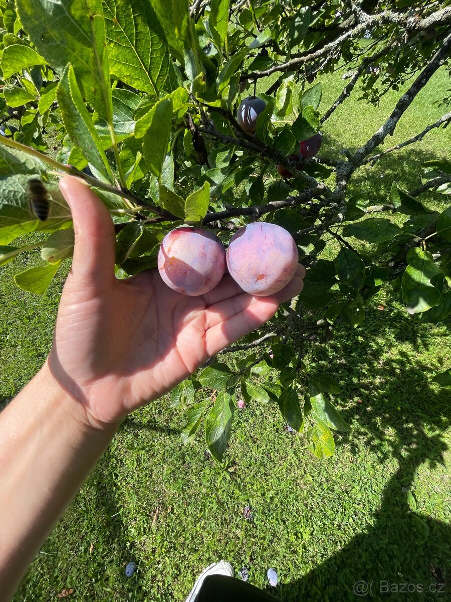 domácí marmelády ze 100% ovoce z naší zahrádky - 8