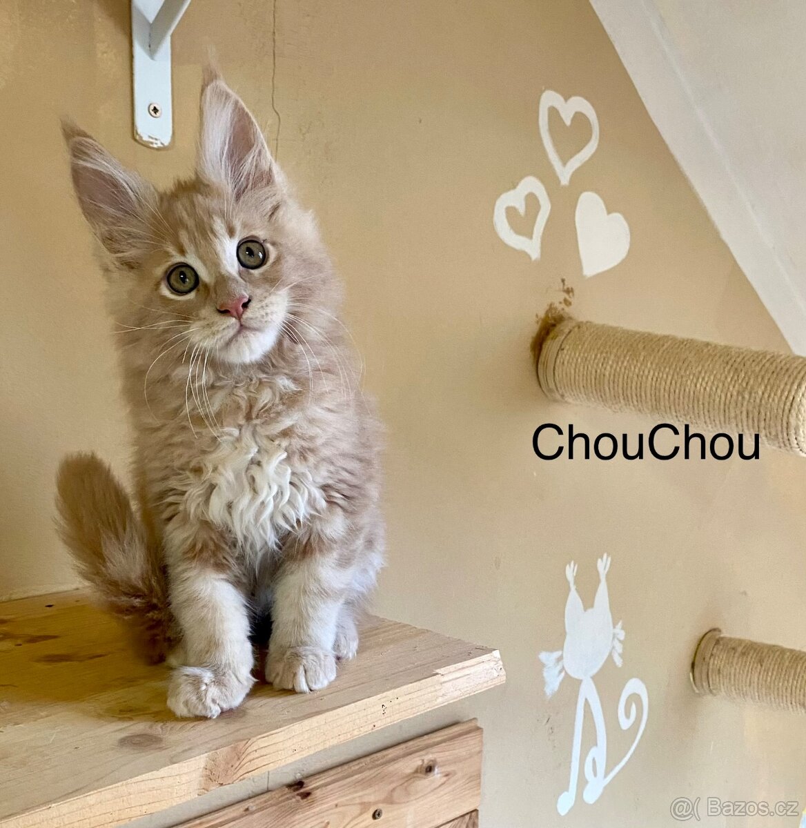 Mainská mývalí s PP - 8