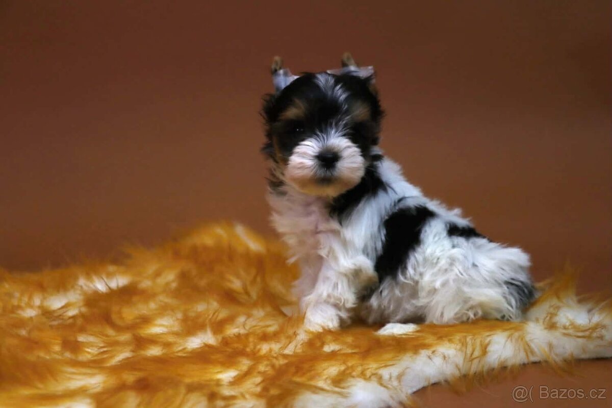 Biewer terriér jorkšírský - 8