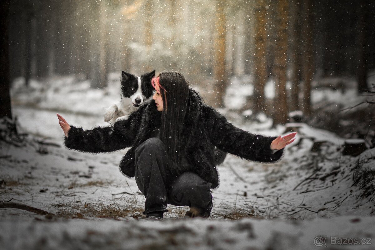 Border kolie s PP, štěňátka - 8