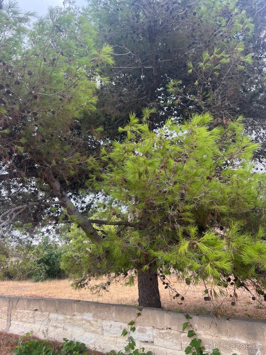 Pozemek 1100m2 500m od pláže🇮🇹 - 8