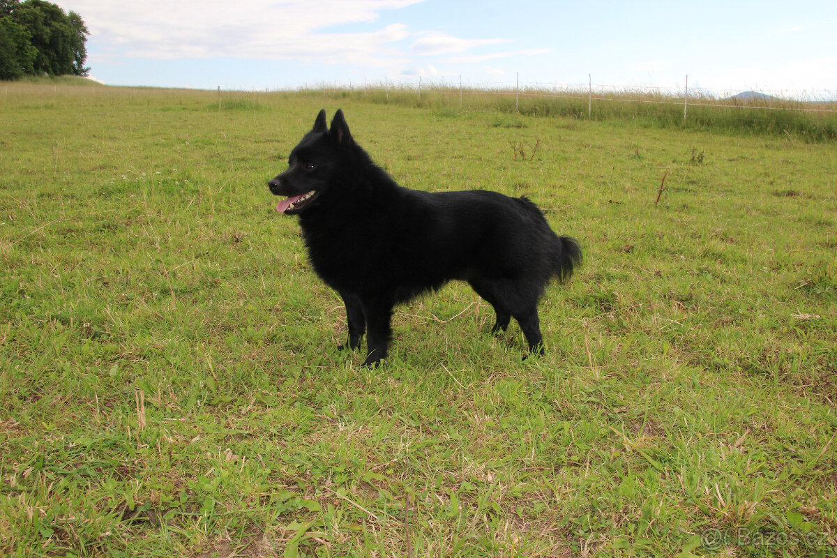 Šiperka s PP- nabízím krytí plnochrupým zdravým psem - 8