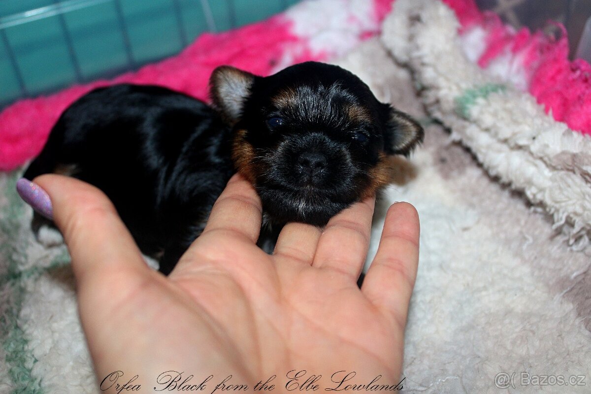 biewer terier s PP / jorksírský terier s PP - 8
