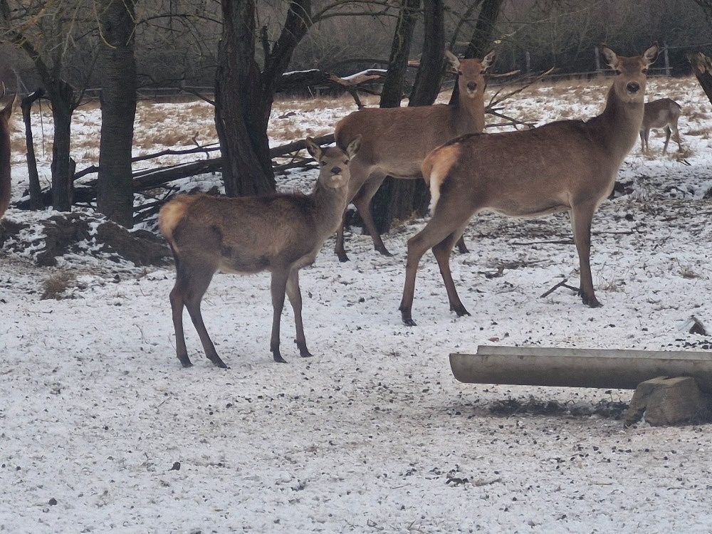 Hospodářská zvířata - 8