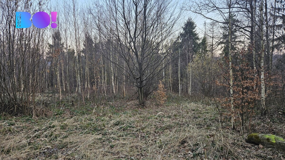 Prodej lesů, 55 558 m², Rybí - 8