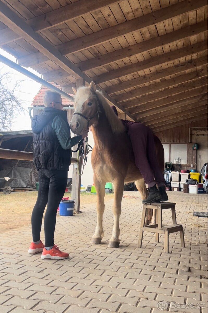 Kvalitní klisnicka hafling - 8