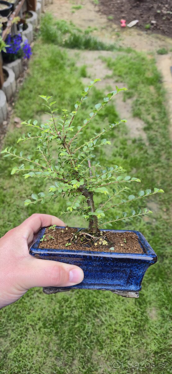 Bonsai, prebonsai - 8