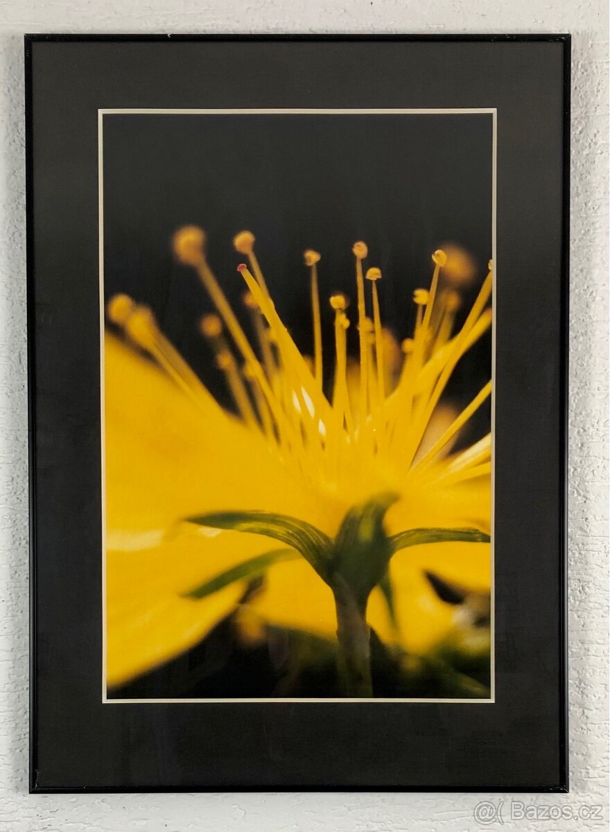 obraz - fotografie - 8