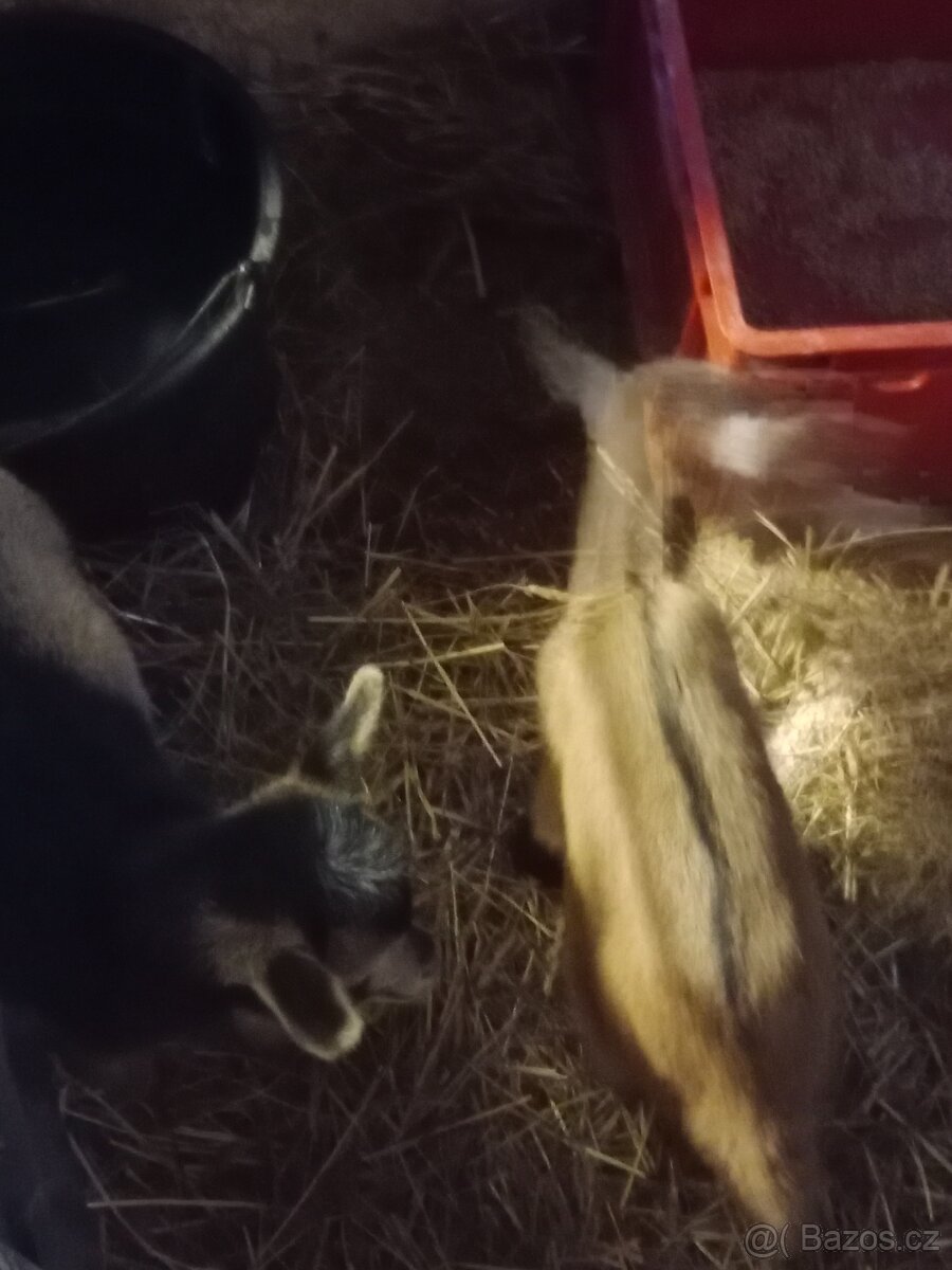 Kamerunská kůzlata - 8