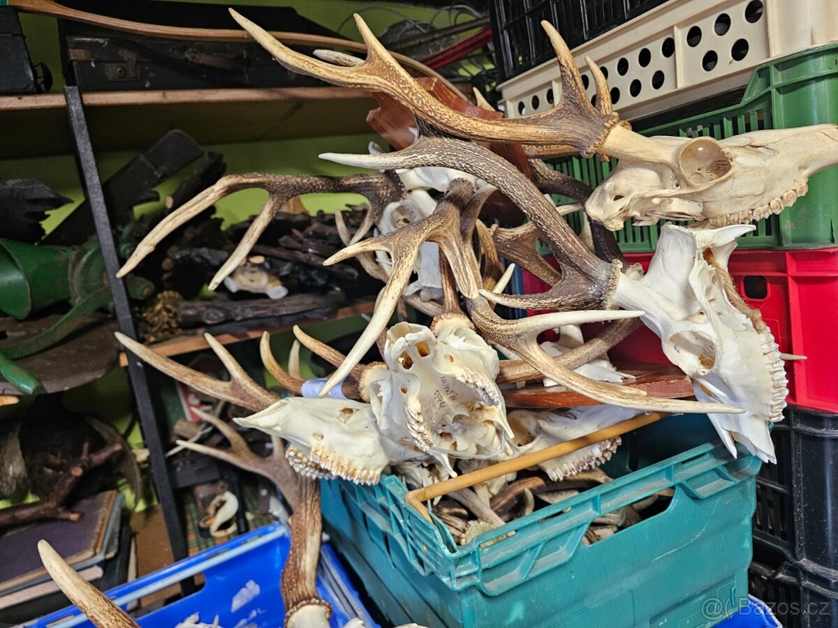 Paroží,trofeje,shozy,obrazy - 8