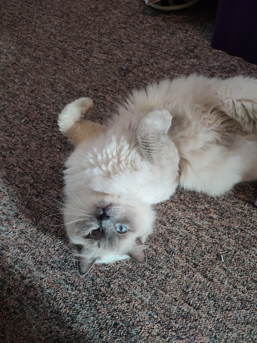 Ragdoll koťátka - 8