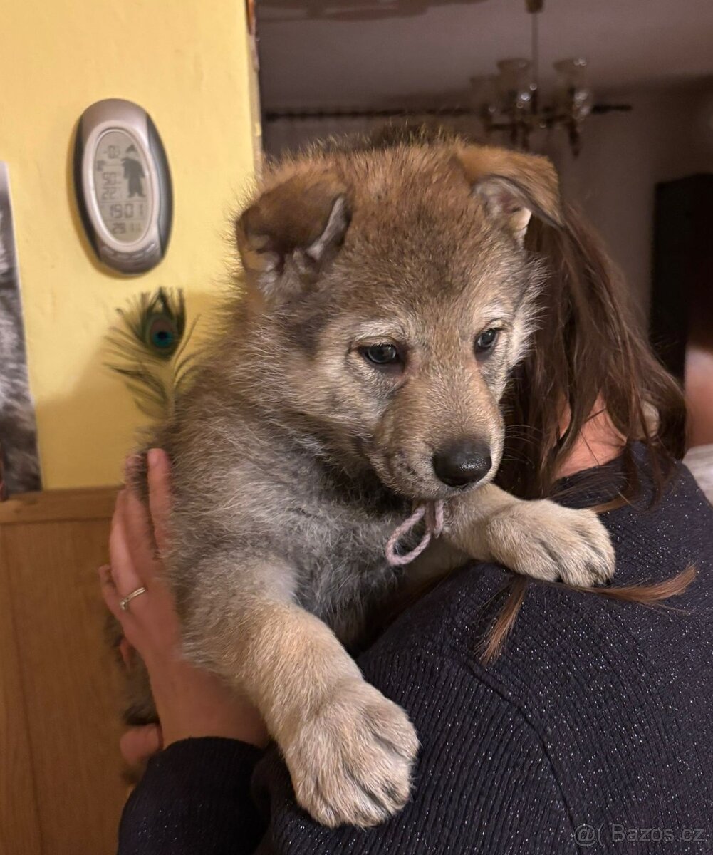 Československý vlčák, štěňata z Tajemné zahrady - 8