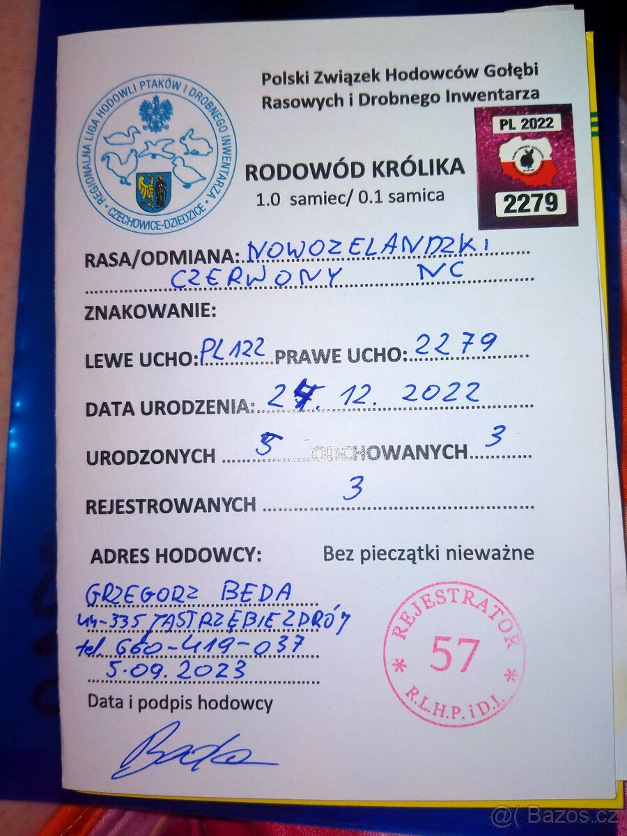 Novozélandský červený, samec - 8