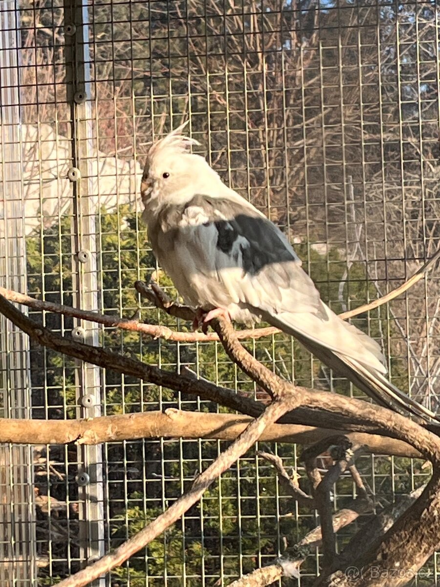 Prodám samce korely bělohlavé - 8