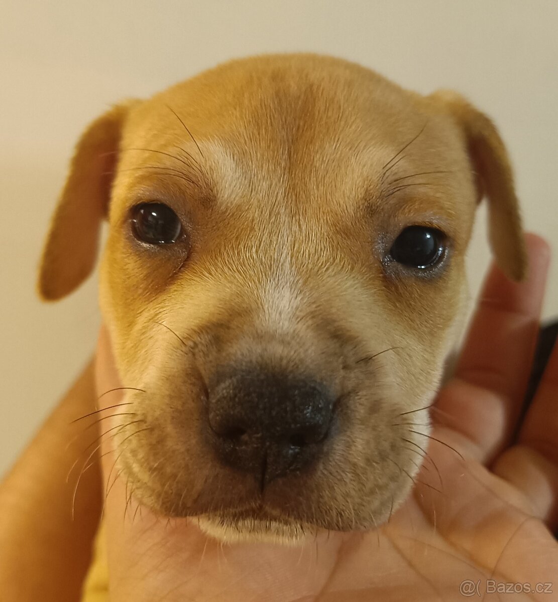 Štěňata americký stafordšírský teriér - 8