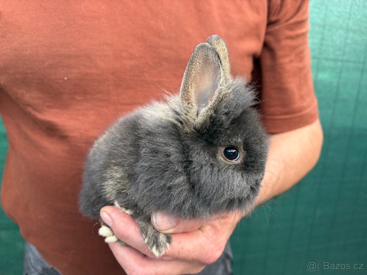 🐰🐰zakrslý králík 1x samec 1x samička - 8