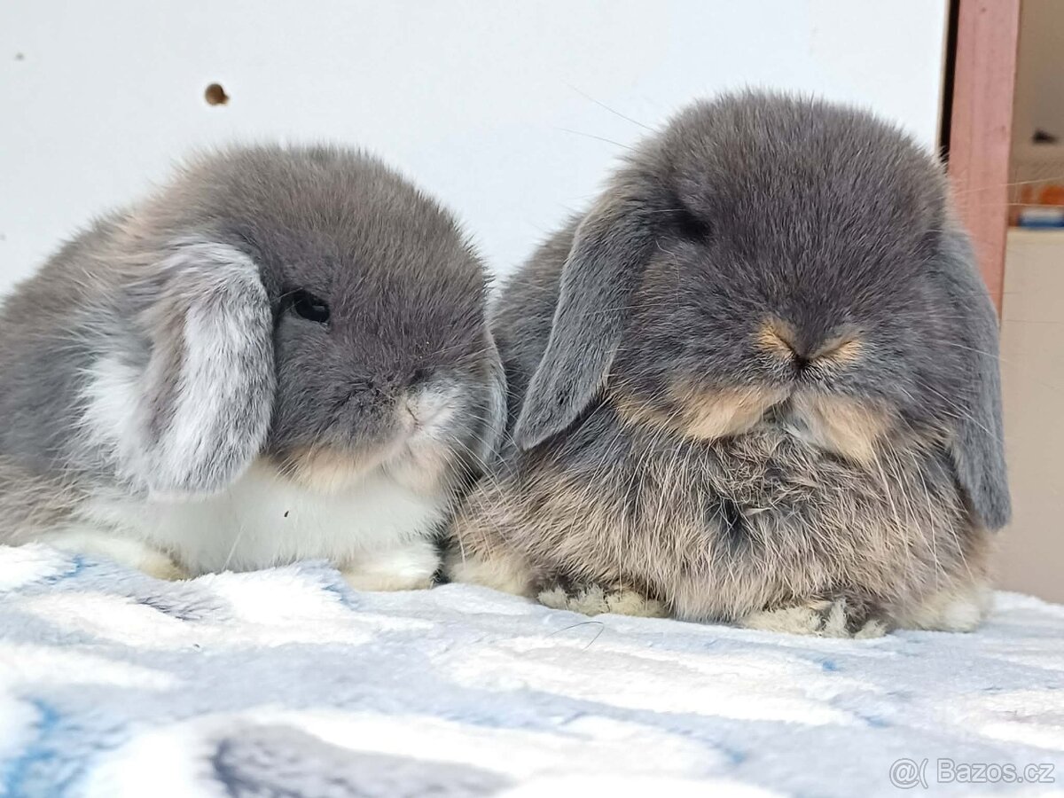 Minilop Samička Blue Otter - 8