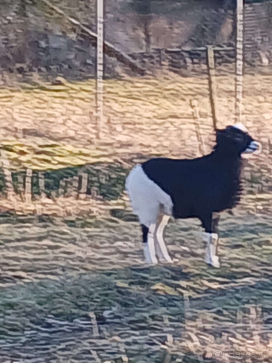 Kamerunske ovce- jehňata - 8