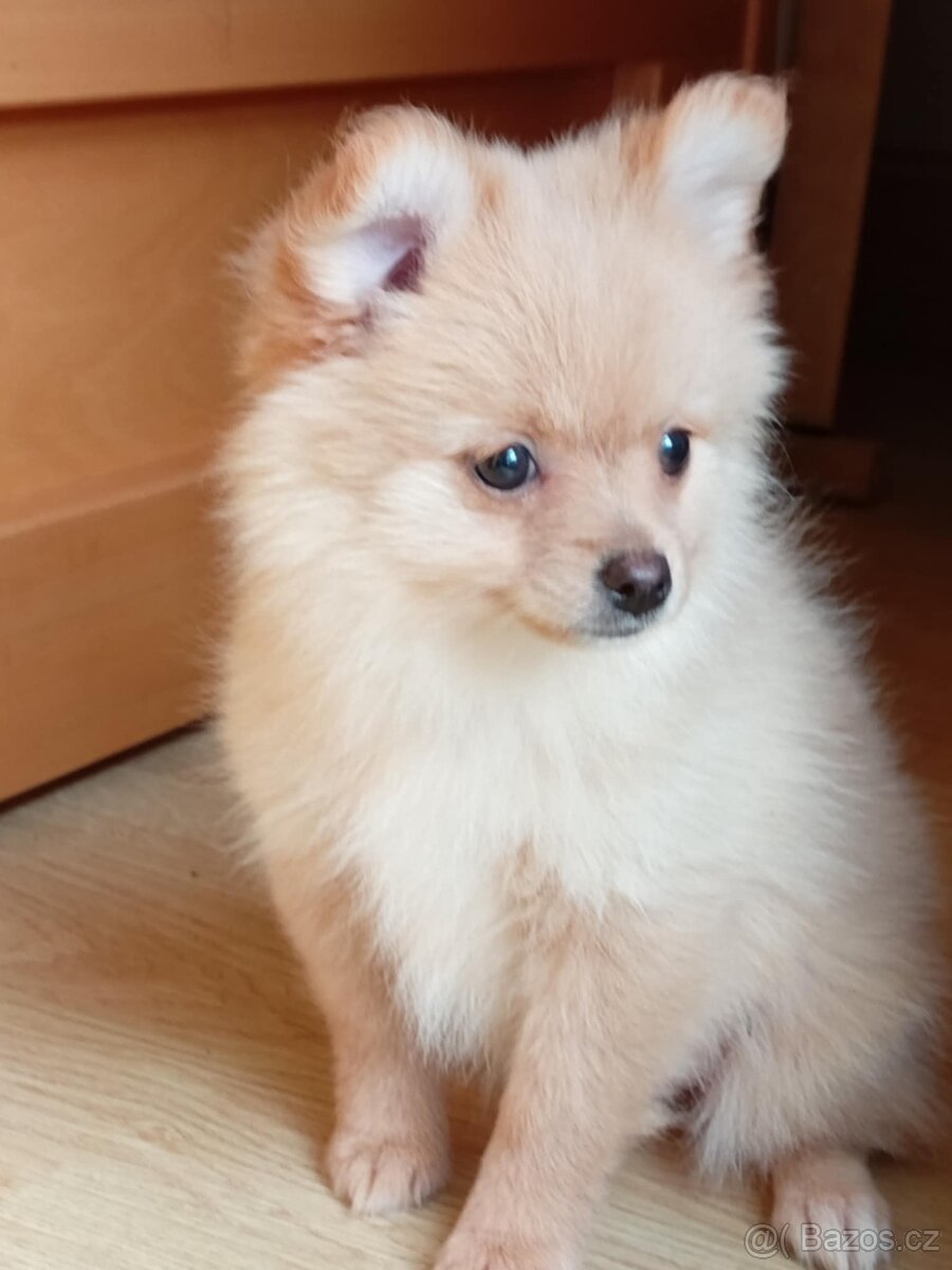Německý Špic / Malý / Trpasličí X Pomeranian - 8