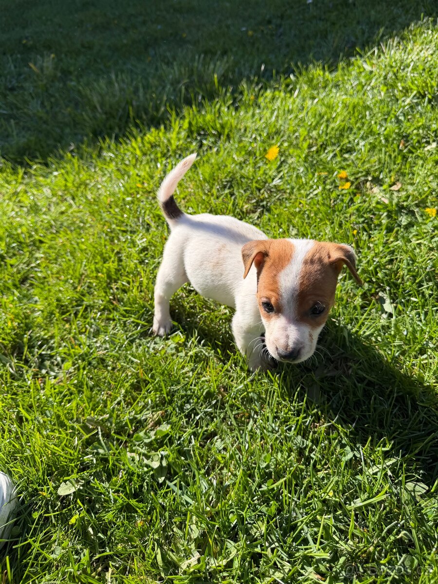 Jack Russell teriér - 8
