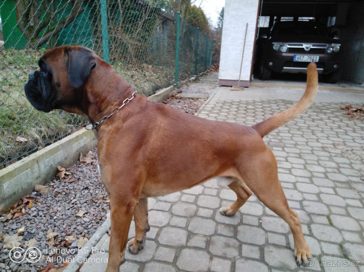 Německý Boxer - 8