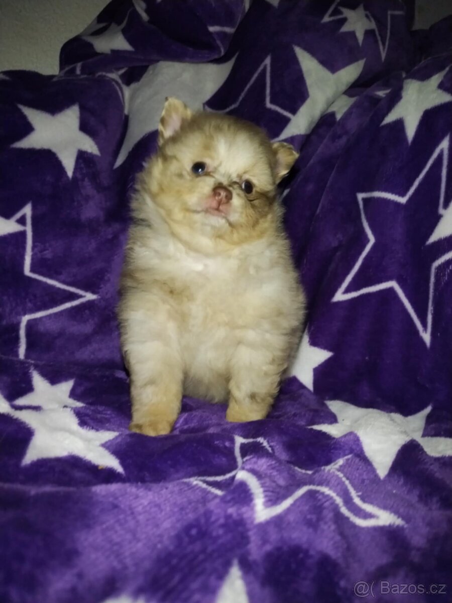 Pomeranian- německý špic - 8