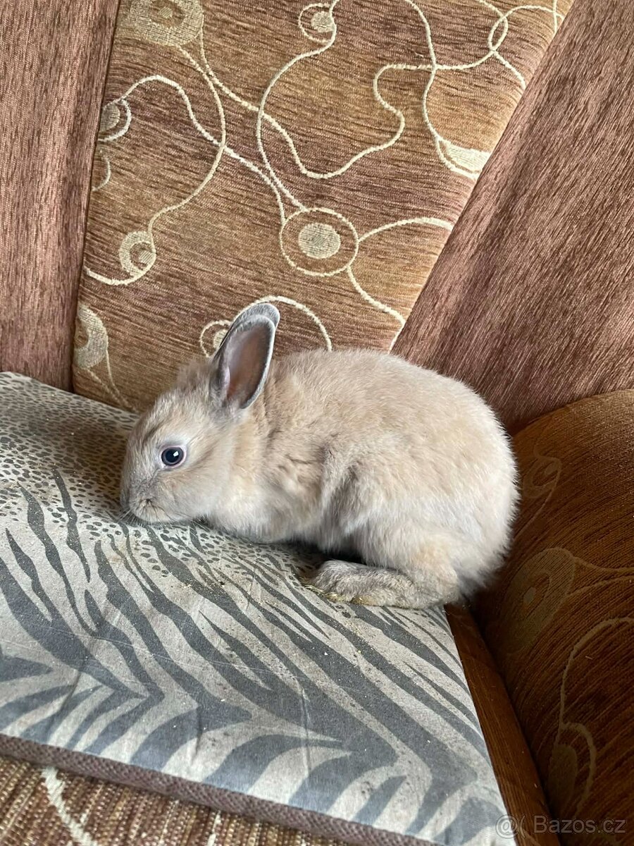 Zakrslý králík - 8