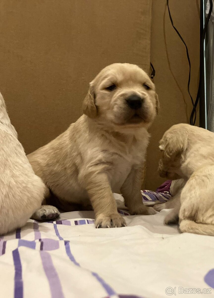 Zlatý retrívr bez PP - 8