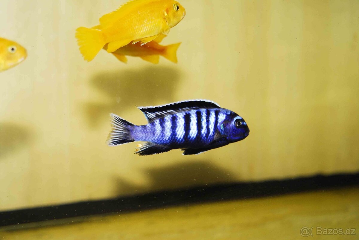 Prodám tlamovce z jezera Malawi - 8